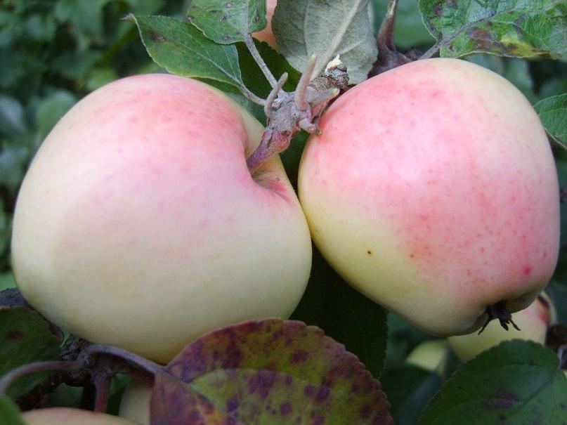 Яблоки Рижский Голубок Фото