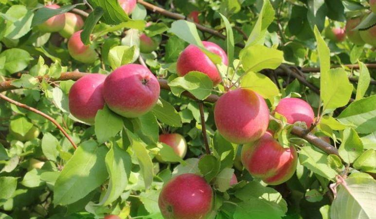 Яблоня Рождественское: описание сорта и характеристики. Когда собирать ...