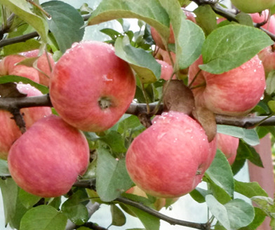 Сорт яблок уралец фото и описание