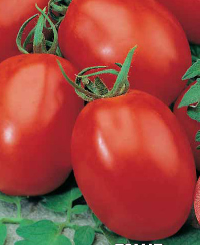 Томат Аделина: описание сорта помидоров, характеристики. Особенности ...