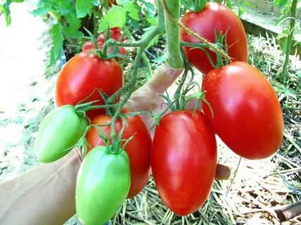 Томат Де Барао красный: описание сорта помидоров, характеристики ...