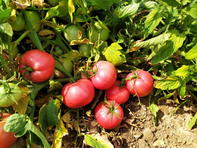 Томат Вернер: описание сорта помидоров, характеристики. Особенности ...