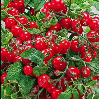 Томат Клюква в сахаре: описание сорта помидоров, характеристики ...