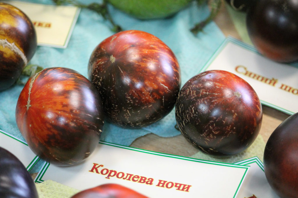 Томат Королева ночи: описание сорта помидоров, характеристики ...