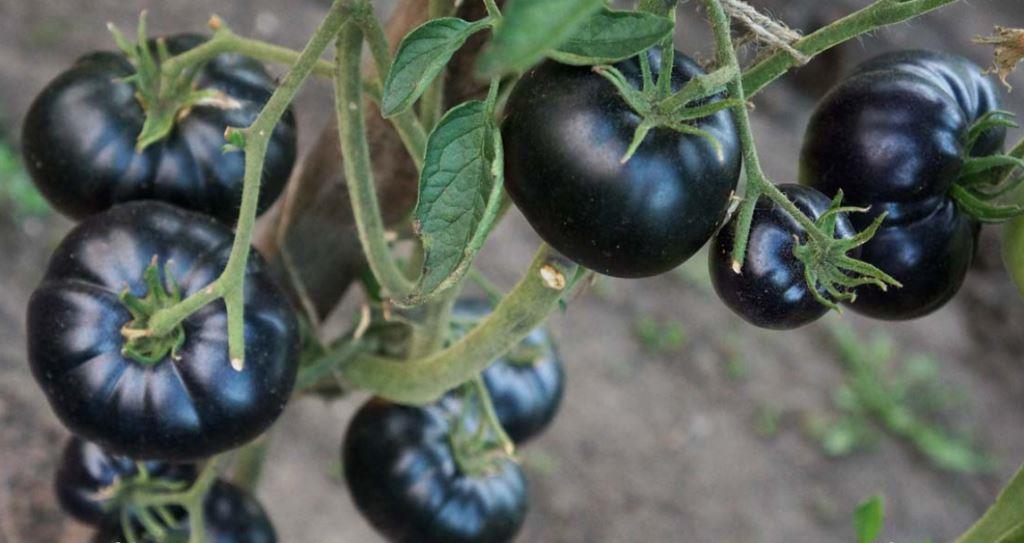 Черный красавец томат описание и фото
