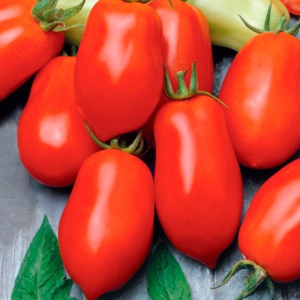  Чудо лентяя: описание сорта помидоров, характеристики .