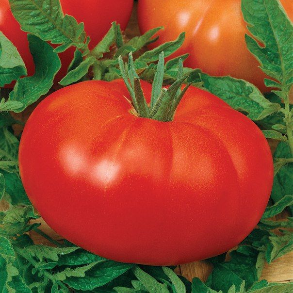  Этюд: описание сорта помидоров, характеристики. Особенности .