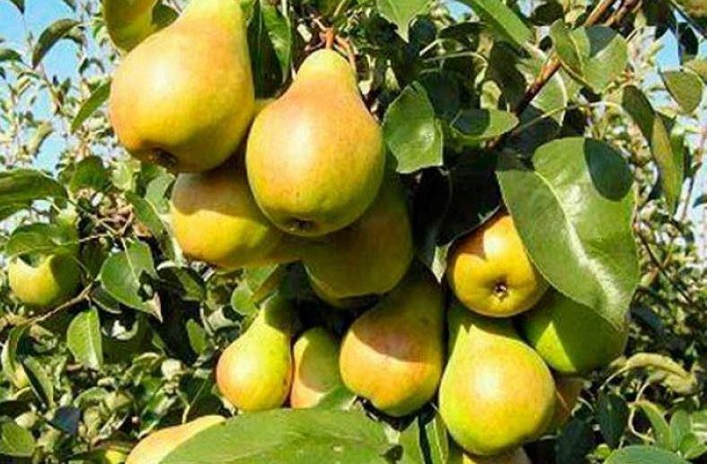 Груша Лада: описание и характеристики сорта, особенности посадки и ...