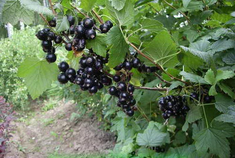 Смородина Селеченская: описание и характеристики сорта, отзывы ...