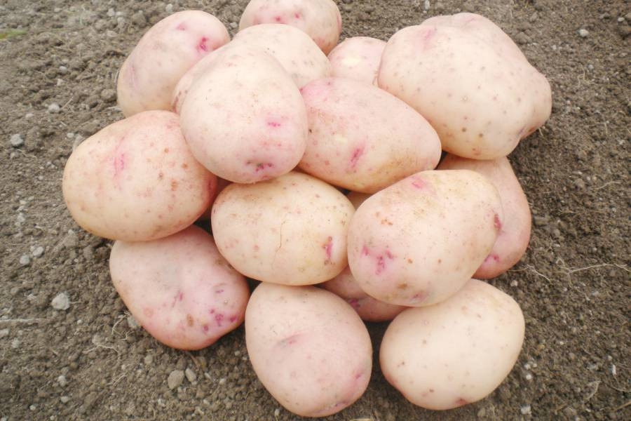 Бернина картофель характеристика. Сорт Хибинский ранний картофель.