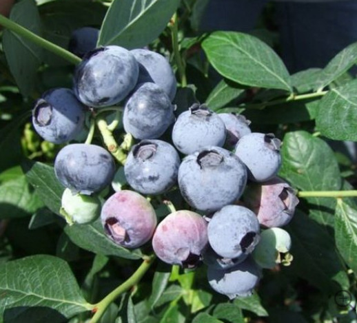 Голубика Аврора (Aurora): описание и характеристики, тонкости посадки и ...