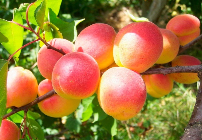 Краснобокий абрикос