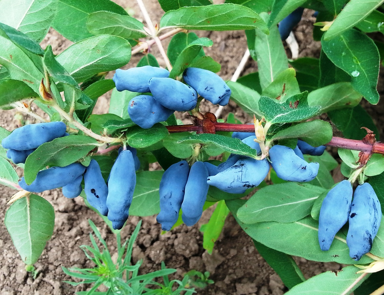 Жимолость Сильгинка куст