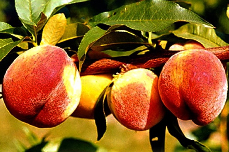 Все сорта персиков фото и описание