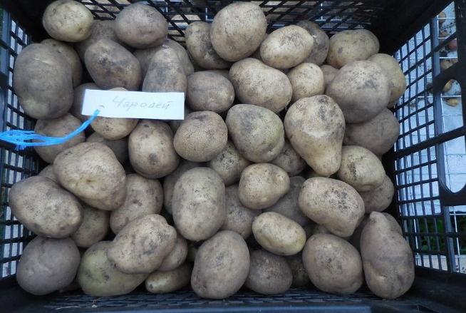 Картофель Чародей: описание и характеристики, особенности посадки и ...