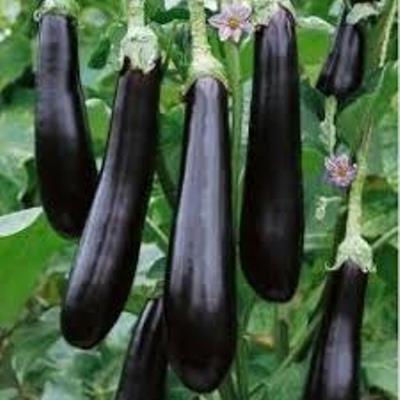 Баклажан Валентина: описание и характеристика сорта, агротехника ...