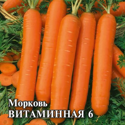 Морковь Витаминная 6: описание и характеристики сорта, правила посадки ...