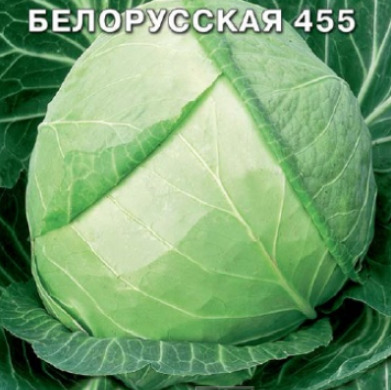 Капуста Белорусская 455: описание и характеристики сорта, особенности ...