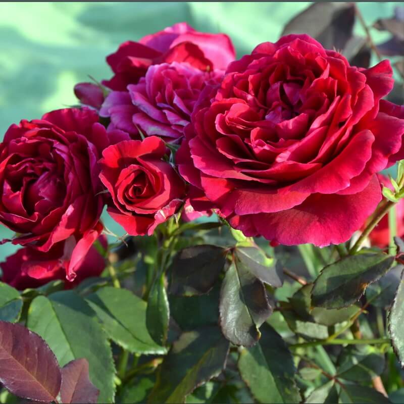 Роза Дино де Лаурентис: особенности и характеристика сорта, правила ...