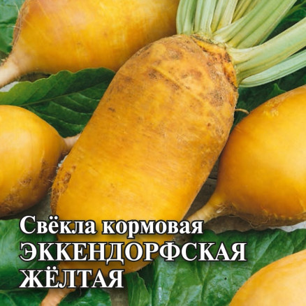 Свекла Эккендорфская желтая: особенности и характеристики сорта ...