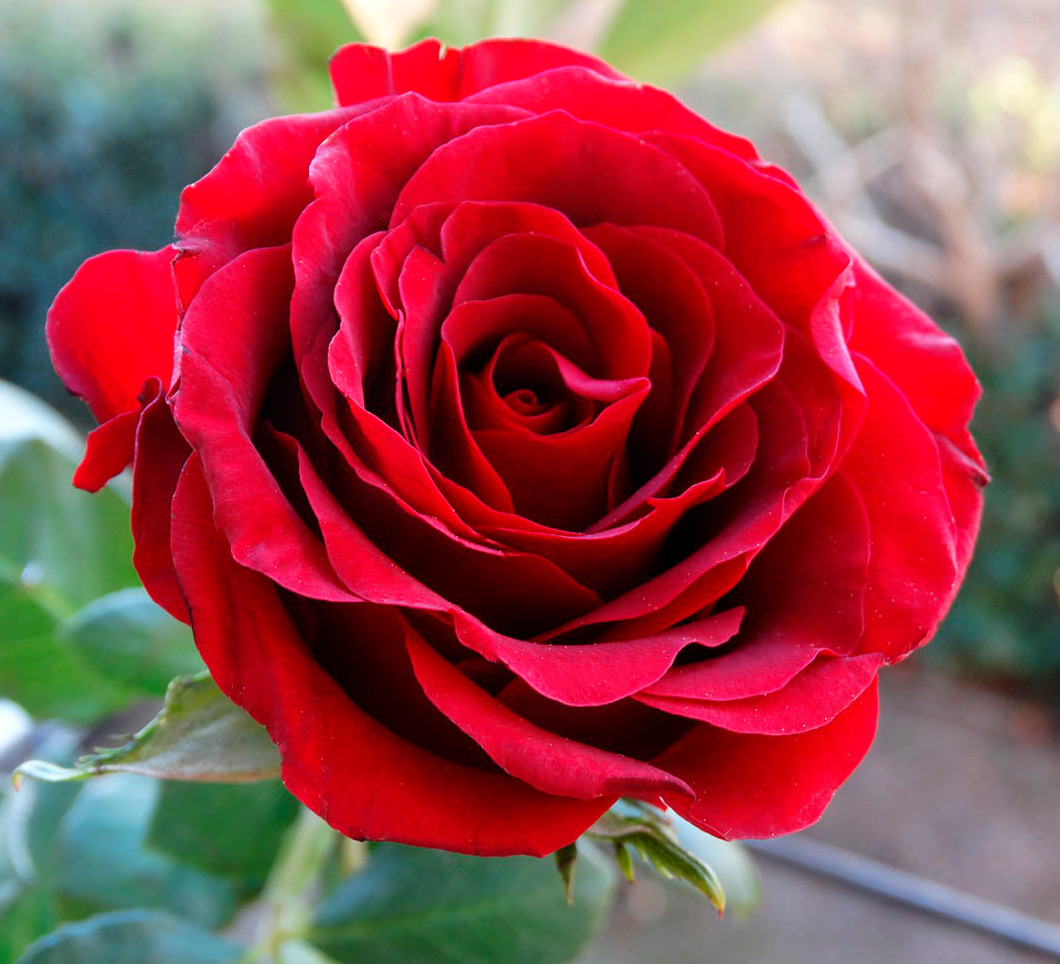 Красные розы фото с названиями сорта