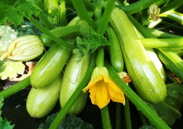 Кабачок Хьюго: описание и характеристики сорта, особенности посадки и ...