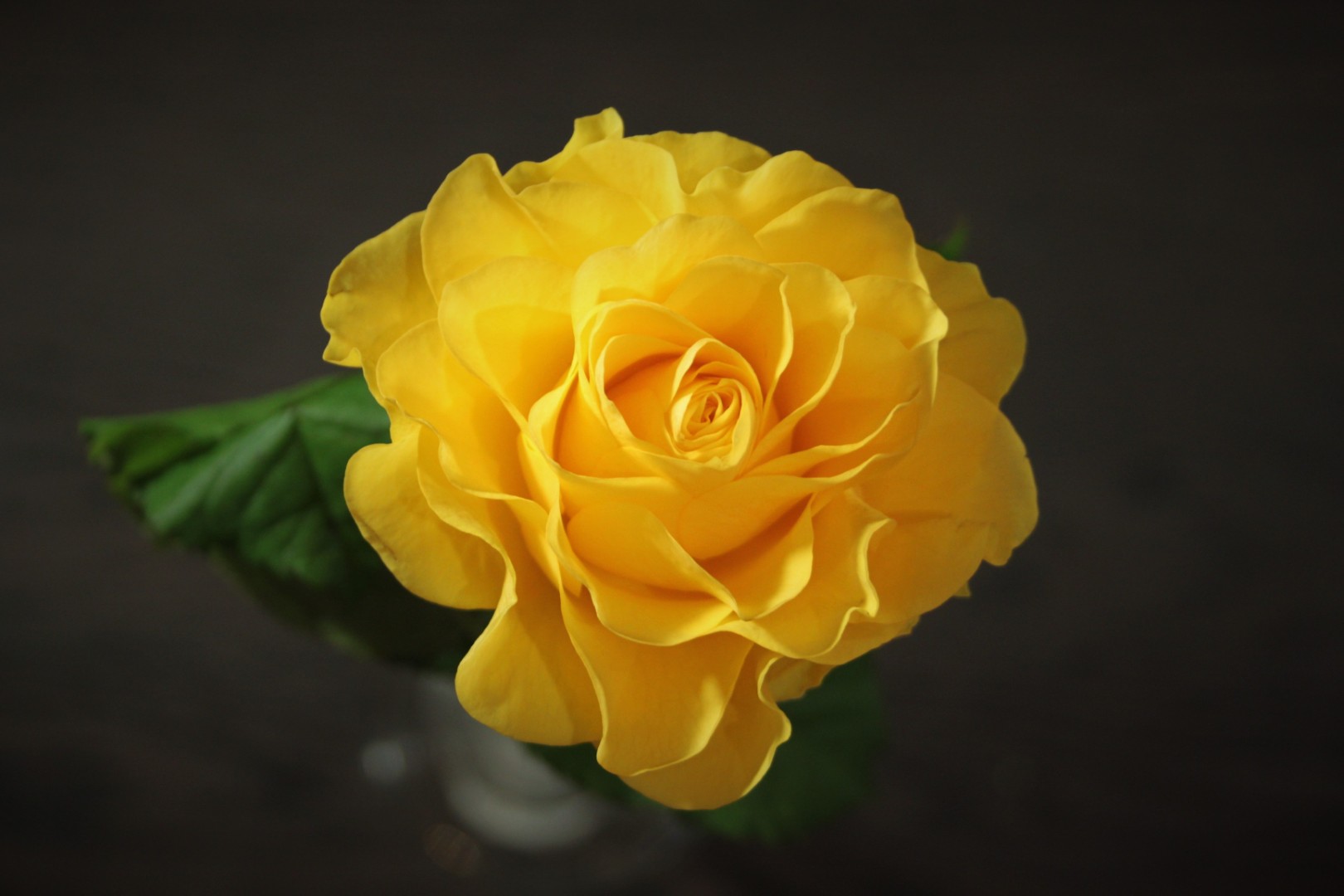 роза желтого цвета сорта фото