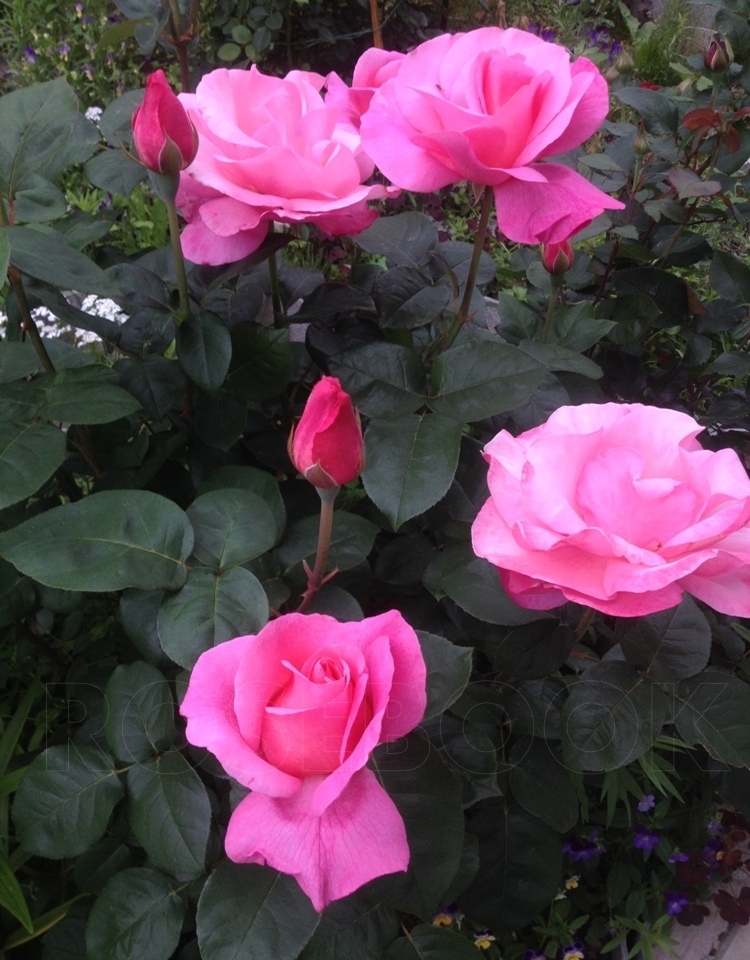 Фото розы карина