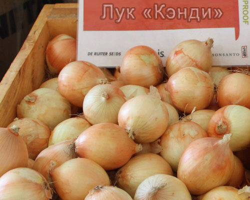 Лук Кэнди: описание и характеристики сорта, агротехника посадки и ...