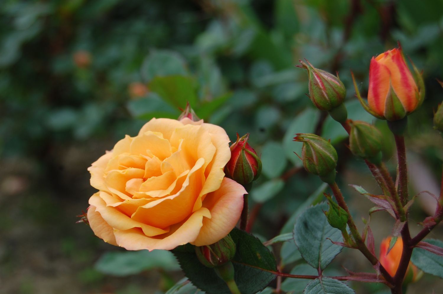 Роза миниатюрная клементина фото и описание