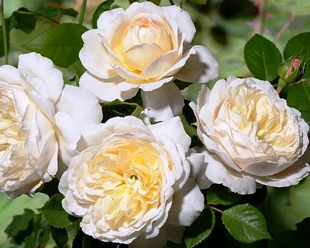 Роза английская крокус роуз описание сорта фото