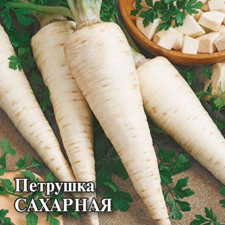 Петрушка Сахарная: описание и характеристика сорта, тонкости посадки и ...