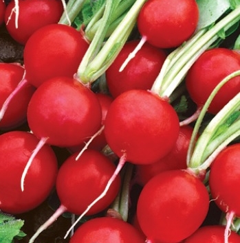 Редис Сакса РС: описание и характеристики сорта, особенности посадки и ...