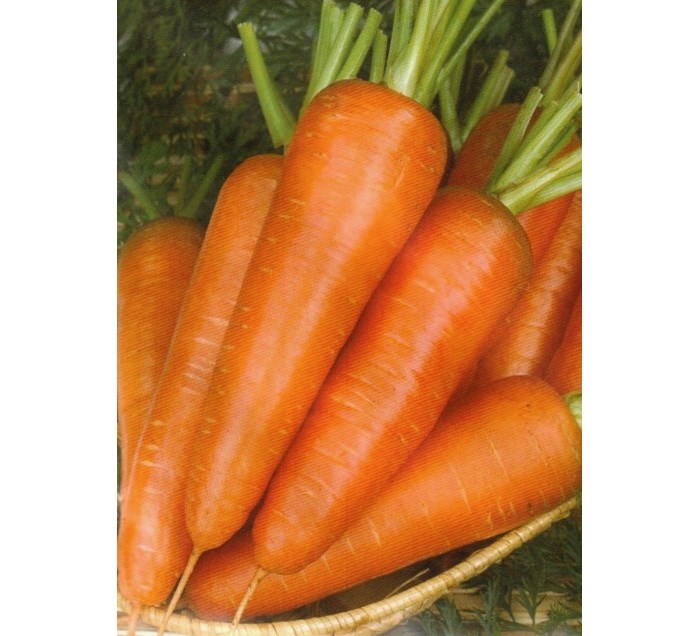 Лучшие сорта моркови для средней полосы. Морковь Саманта f1 Престиж. Морковь французская линия.