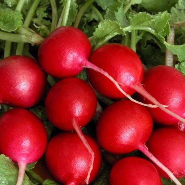 Редис Жара: описание и характеристики сорта, особенности посадки и ...