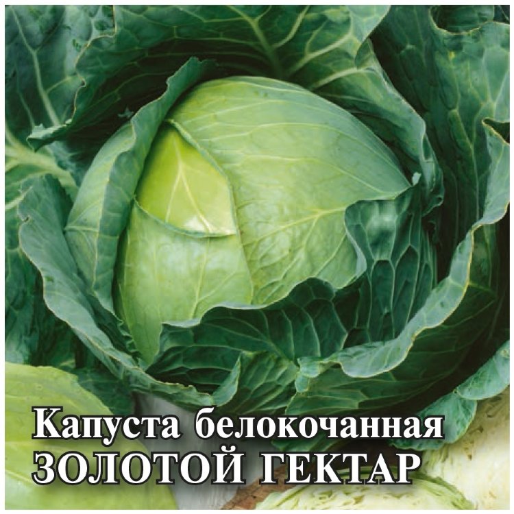 Капуста Золотой гектар 1432: описание и характеристики сорта ...