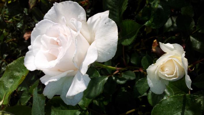 Роза флорибунда маргарет меррил фото и описание