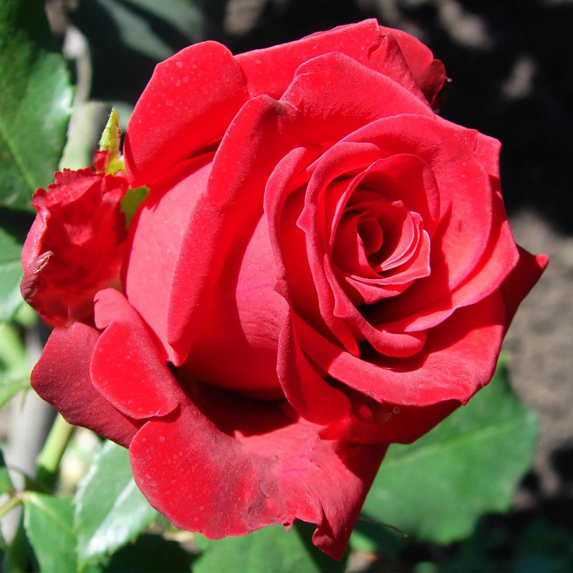 Гран гала роза фото и описание