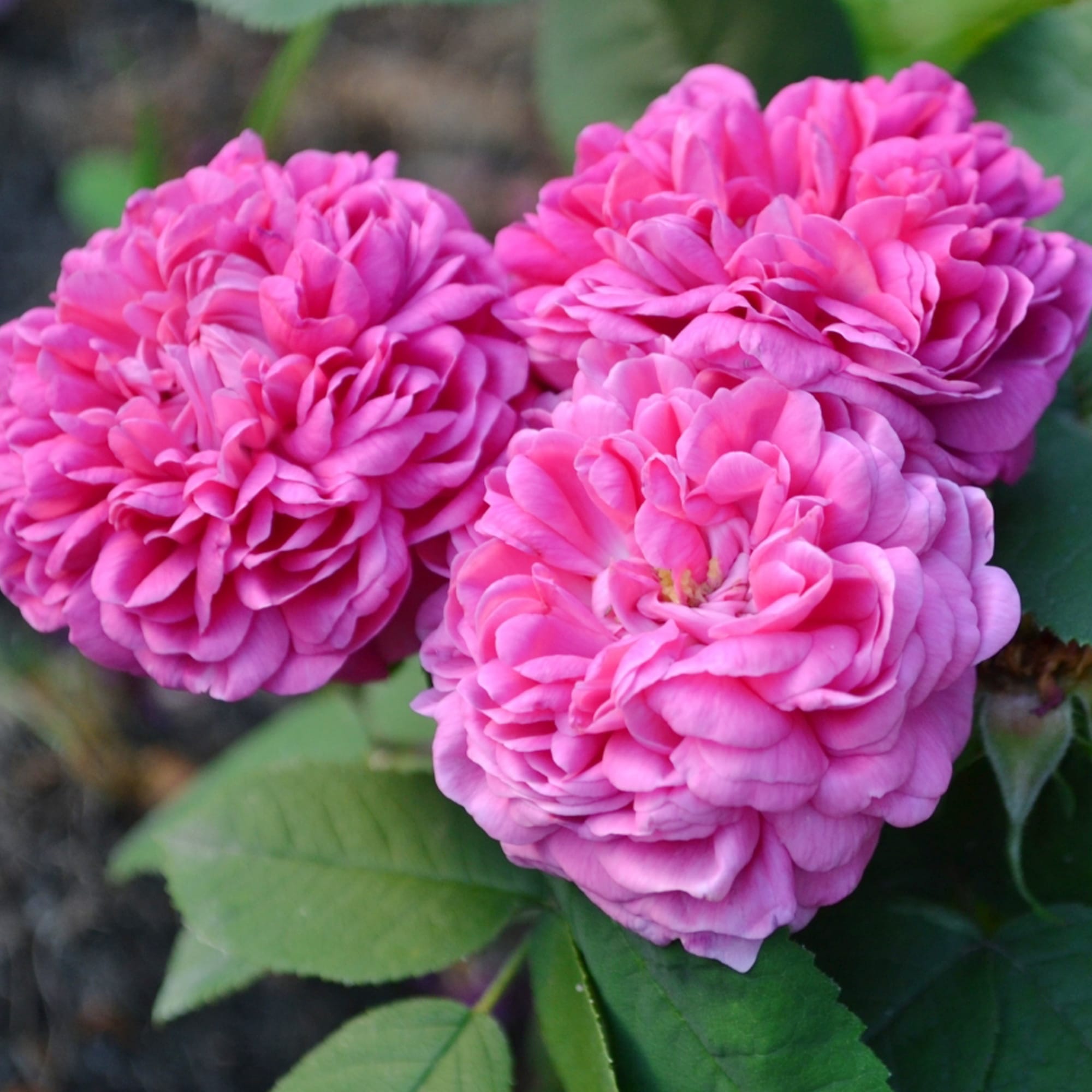 Роза Роз де Решт: особенности и характеристика сорта, правила посадки ...