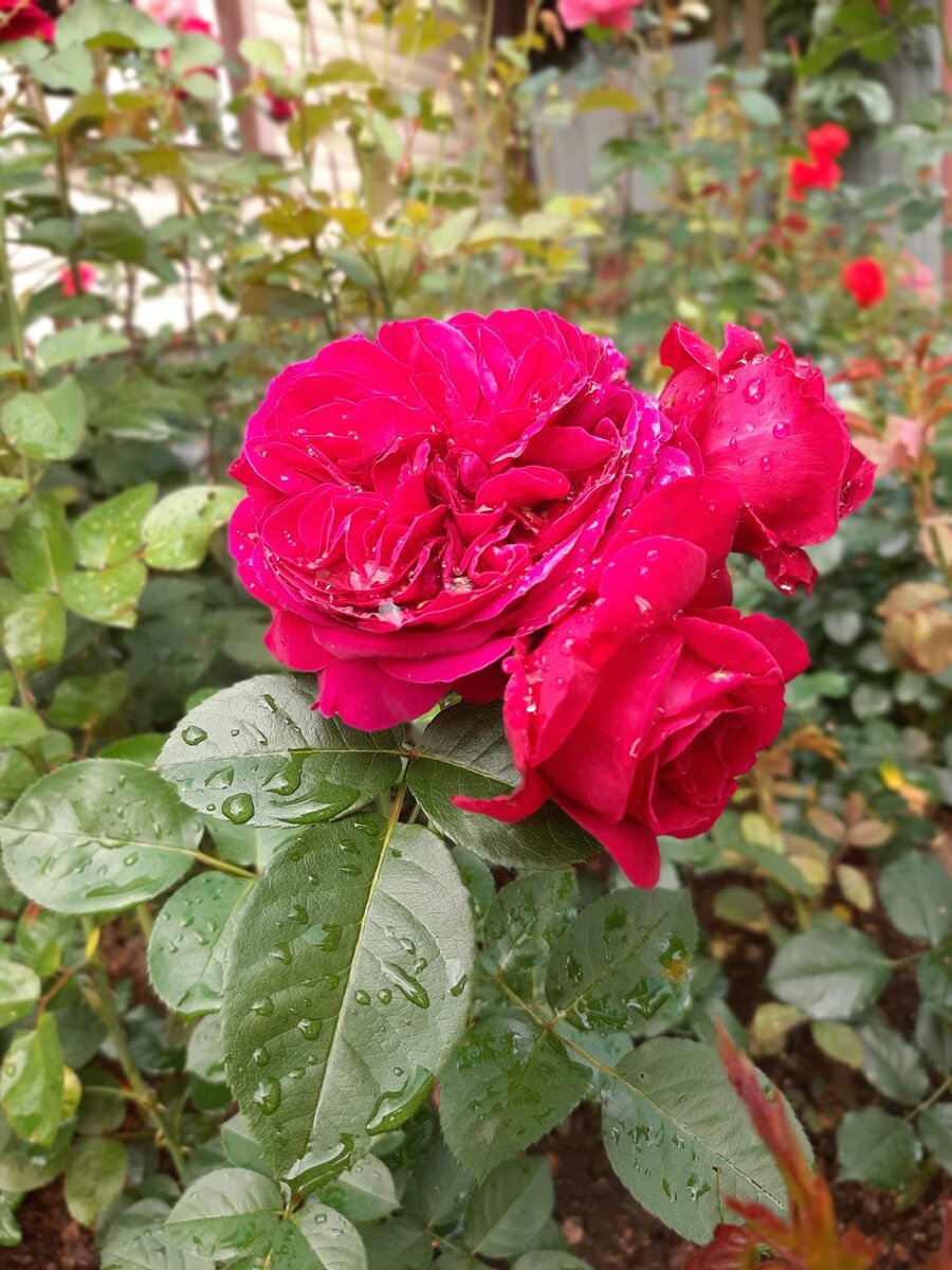 фото розы софи