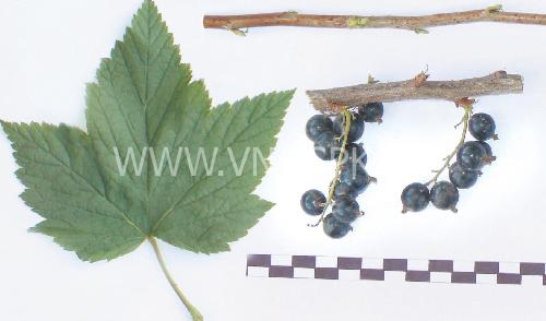 Смородина Церера: описание и характеристики сорта, отзывы, особенности ...