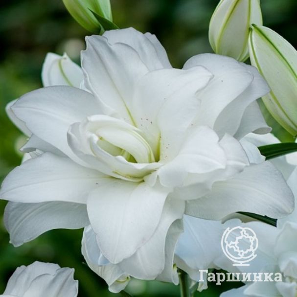 Лилия Лотус Пьюр: описание и характеристики сорта, особенности посадки ...