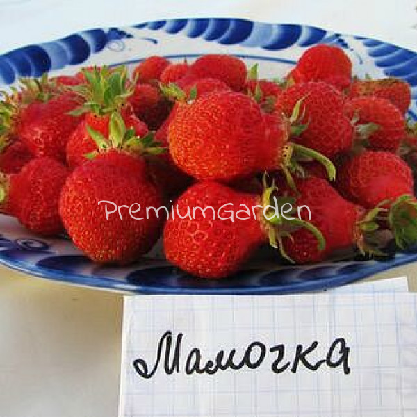 Клубника Мамочка: описание и характеристики сорта садовой земляники ...