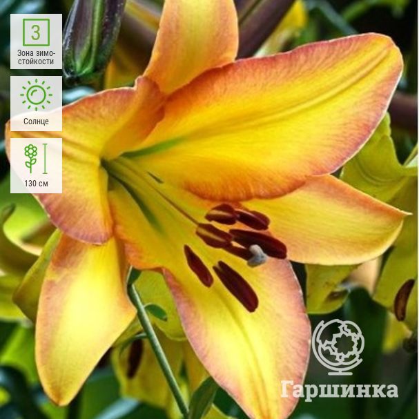 Лилия Райзинг Мун: описание и характеристики сорта, особенности посадки ...