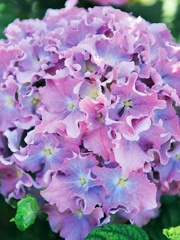 Гортензия Спайк: особенности и характеристика сорта, правила посадки ...