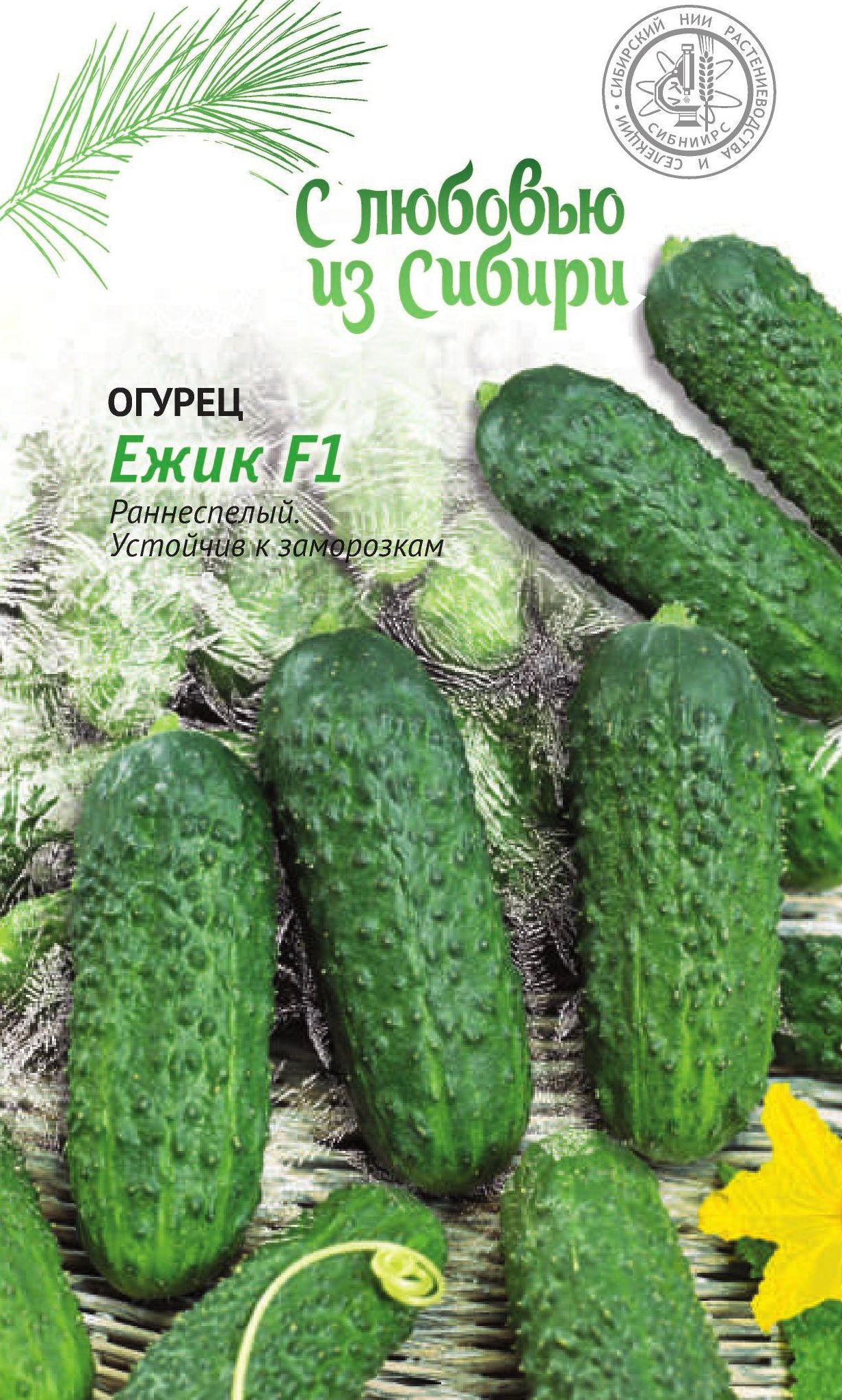Огурец Ежик: описание и характеристики сорта, правила посадки и ...