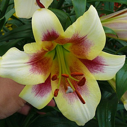 Лилия Пэшн Мун: описание и характеристики сорта, особенности посадки и ...