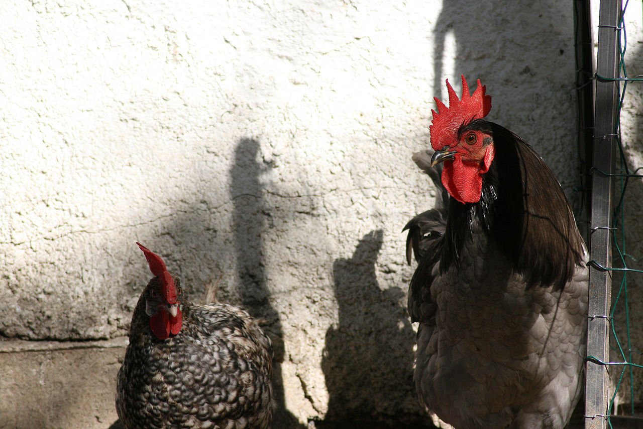 Курица ля пуль. Куры Андалузская голубая. Куры породы Андалузская. Южно Андалузская порода кур. Куры голубая Андалузская фото.