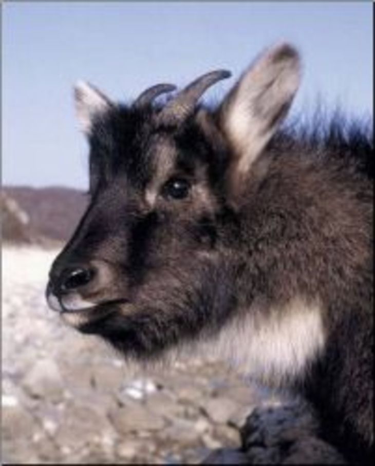 Горал. Амурский горал Nemorhaedus caudatus. Горал Приамурский. Амурский горал / горный козёл. Тибетский горал.