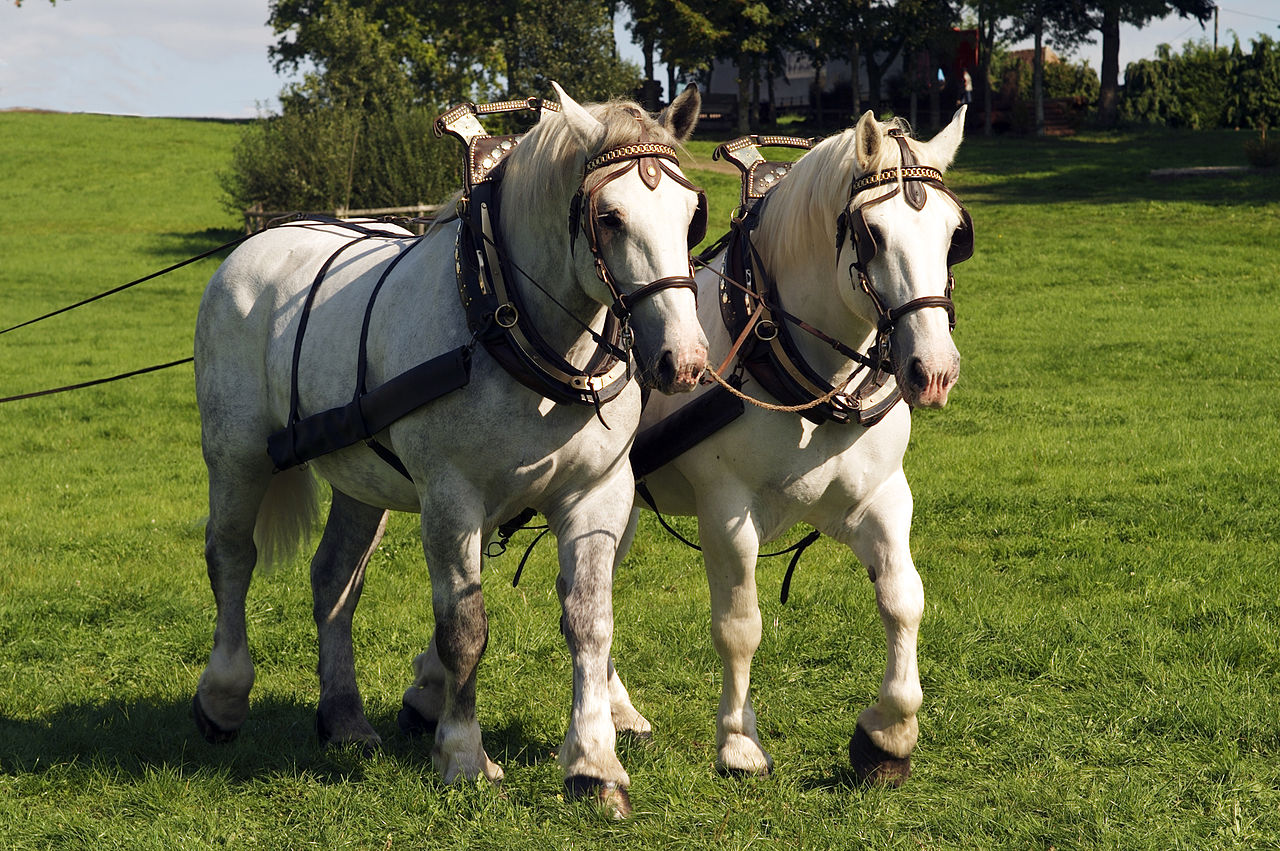 першероны лошади википедия фото